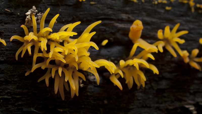 Calocera cornea